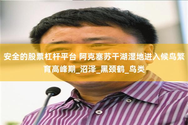 安全的股票杠杆平台 阿克塞苏干湖湿地进入候鸟繁育高峰期_沼泽_黑颈鹤_鸟类