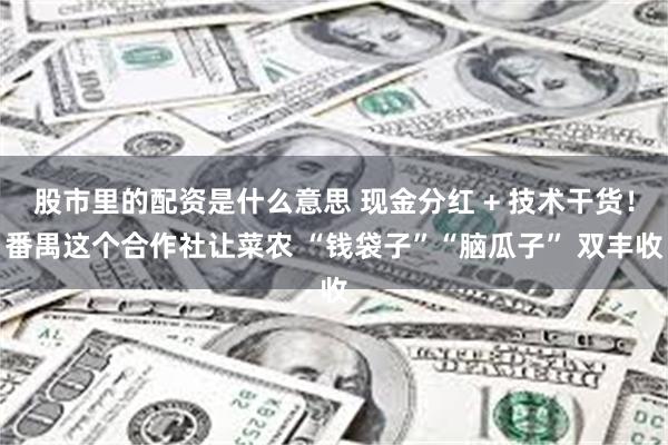股市里的配资是什么意思 现金分红 + 技术干货！番禺这个合作社让菜农 “钱袋子”“脑瓜子” 双丰收