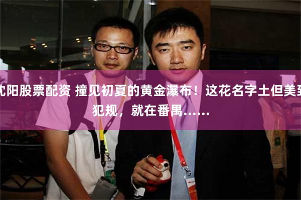 沈阳股票配资 撞见初夏的黄金瀑布！这花名字土但美到犯规，就在番禺......