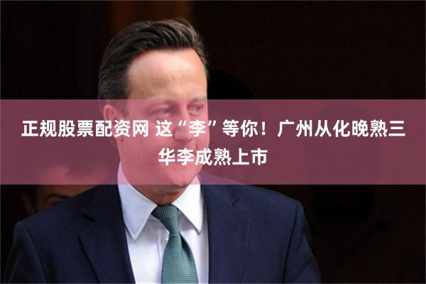 正规股票配资网 这“李”等你！广州从化晚熟三华李成熟上市