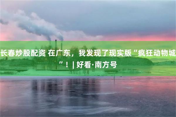 长春炒股配资 在广东，我发现了现实版“疯狂动物城”！| 好看·南方号