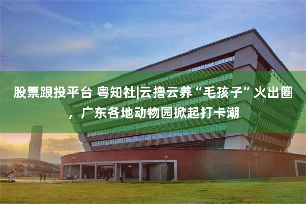 股票跟投平台 粤知社|云撸云养“毛孩子”火出圈,广东各地动物园掀起打卡潮